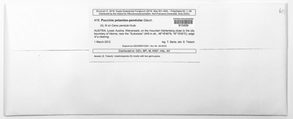 Puccinia petasites-pendulae image